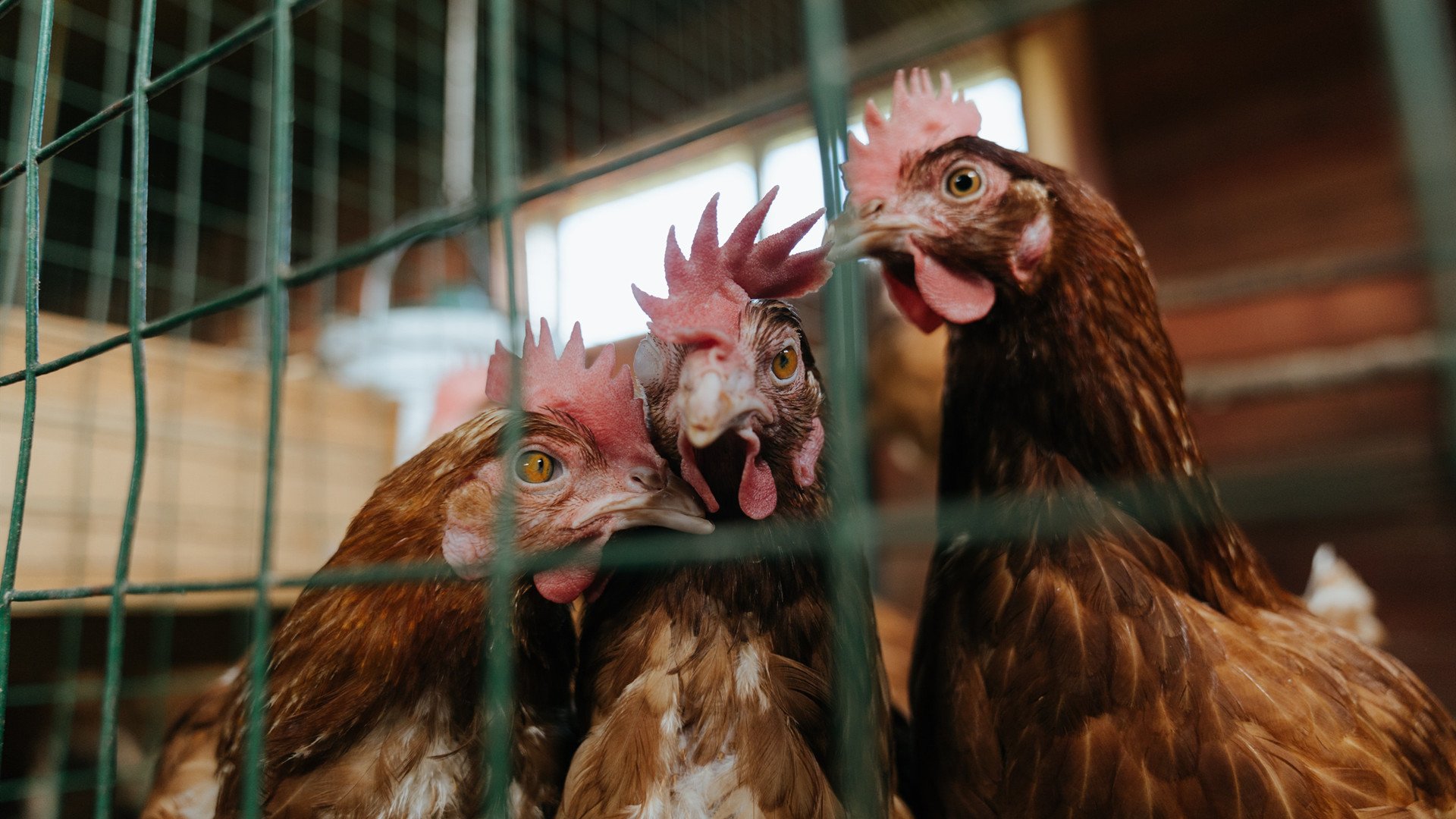 努涅斯关键回合不手软,尼斯节奏掌控喀麦隆—非洲新势力的战术觉醒